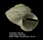 Anatoma maxima